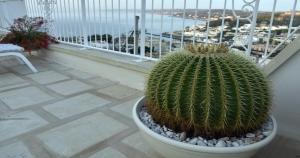 cactus seduto sopra un balcone di Dimora di Mezzo a Castro di Lecce