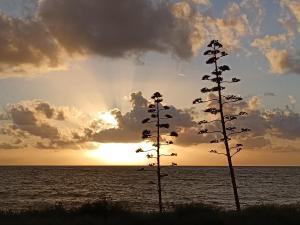 two plants in front of the ocean at sunset at Dream View Preveza in Preveza