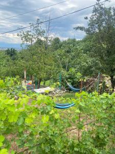 a blue hammock in a garden with trees at Panorama City Kutaisi in Kutaisi