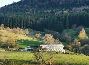 a white barn in a field with a mountain at Ferienwohnung Blick Rappenstein in Hausen am Tann