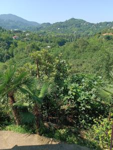 a view of a forest with palm trees and mountains at Дом для отдыха близко Батуми in Batumi