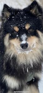 un chien portant un chapeau avec de la neige sur le visage dans l'établissement The Arctic Villa Tromsø, à Tromsø
