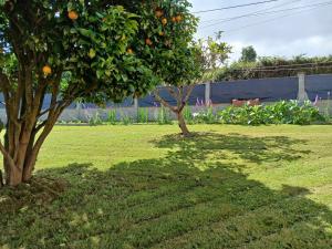 two trees in a field with an orange tree at Casa Los Naranxales Gijon in Gijón