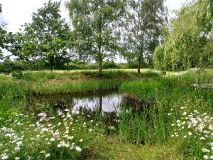 a pond in a field with white flowers and trees at Rustic Retreat Guest Lodge in Littleport