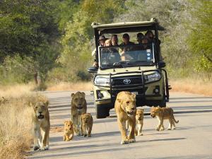 a group of lions walking in front of a safari truck at Ubuntu Bed and Breakfast in Marloth Park