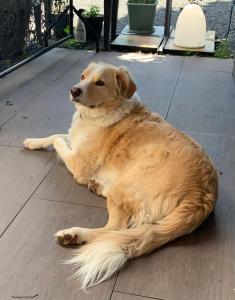 Domácí mazlíčci ubytovaní s hosty v ubytování Cookie home