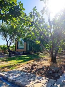 Zahrada ubytování Dikili ZeyTiny House
