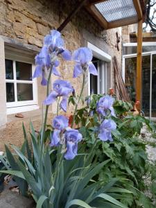 a bunch of blue flowers in front of a building at Gite meublé 6 personnes 2 étoiles Haute Cote d'or Proche des merveilles touristiques in Saint-Marc-sur-Seine