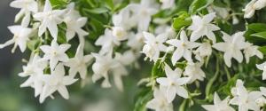 Zahrada ubytování Gîte Le Jasmin