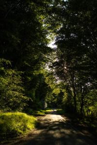 a dirt road with trees on either side at Le Nid d'Andrésis in Saint-Hilaire-les-Andrésis
