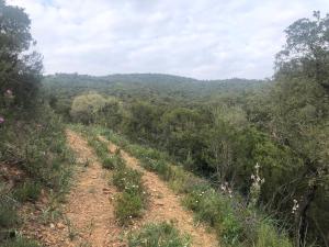 a dirt road in the middle of a forest at hebergement chez l'habitant Hyères Campagne in Hyères +1 photo