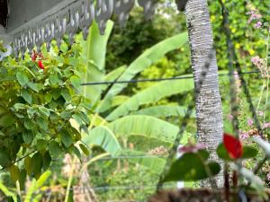 a garden with green plants and a fence at Maison Taina in Arue