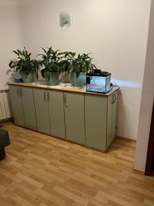 a table with three potted plants on top of it at Apartments Hanka in Njivice +31 photos
