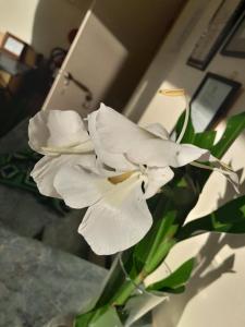 Fotografie z fotogalerie ubytování New Mavida Lodge v destinaci Levuka