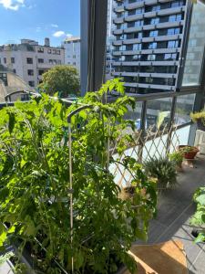 a group of plants on a balcony at ONS 2024, sentrum Stavanger in Stavanger