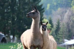 two llamas standing next to each other in a field at FAUNAPARK Lipová-lázně in Lipova Lazne
