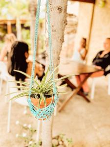 a plant in a pot hanging from a tree at 12 - LE VACOA - CHAMBRE 12 ETG D in Saint-Paul