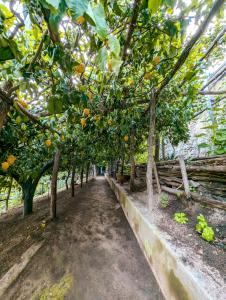 Κήπος έξω από το Casa Emi