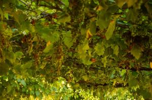 Zahrada ubytování Agriturismo Picchio Rosso