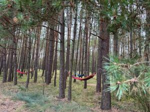 two hammocks hanging from trees in a forest at Agroturystyka Nad Jeziorem Klocek w Borach Tucholskich in Klocek