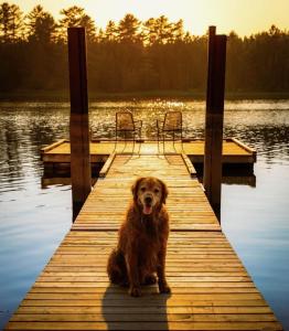 un chien brun assis sur un quai dans l'eau dans l'établissement Compass Cove Cottage Oceanfront and Private trails, à Waweig