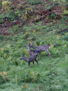 Gallery image of Casa A Criscada in Fornelos de Montes