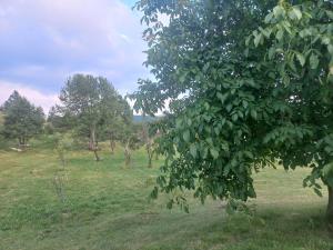 a tree in a field with green grass and trees at Petrovica in Aluga