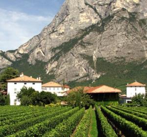 a bunch of green vines in front of a mountain at LOFT in Mezzolombardo