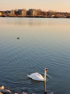 Фотография из галереи J2Velence Apartman в Веленце