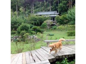 a brown dog walking on a wooden deck at Hotel Shiki no Kura - Vacation STAY 29696v in Kawazu