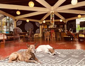 Ospiti di La Ruka Hostel con animali domestici