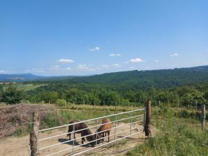 Paesaggio naturale nelle vicinanze dell'appartamento