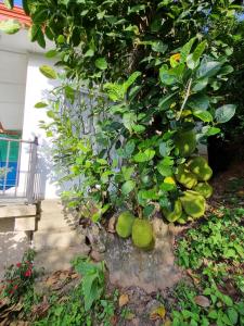 Κήπος έξω από το Squirrel's Nest