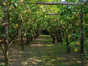 Ein Garten an der Unterkunft Giardino di Nonno Lucio - Surrounded by Lemon Tree