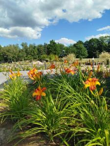 a garden with orange flowers in a cemetery at Domek letniskowy - Leśna chmurka - sauna, bania in Cewice +58 photos