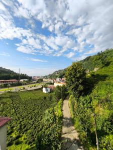 a dirt path through a field of bushes at Rize Akarsu Apart in Rize