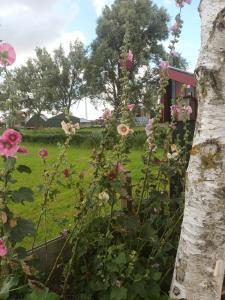 Zahrada ubytování B&B it Arbeidershûske
