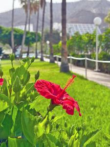 a red flower in a field of green grass at Apartamentos Portonovo in Puerto Rico de Gran Canaria
