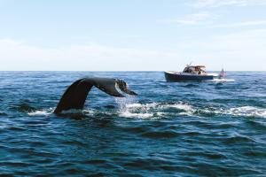 a dolphin in the water next to a boat at Chatham Bars Inn in Chatham