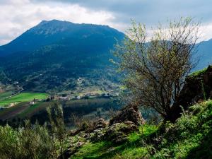 a tree on a hill with a mountain in the background at Casa Vila in Riópar