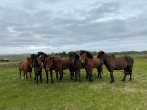 a group of horses standing in a field at Myrarkot Country Home in Selfoss