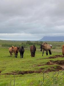 a herd of cows grazing in a field at Myrarkot Country Home in Selfoss