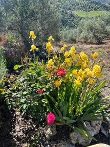 Zdjęcie z galerii obiektu The Olive Grove w mieście Algodonales