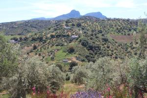 Zdjęcie z galerii obiektu The Olive Grove w mieście Algodonales