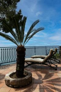 a palm tree sitting next to a bench on a patio at Villa Anna Maria Positano in Positano +20 photos