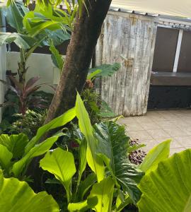 un jardín con plantas verdes y un árbol en Mzelle Pipine, en Saint-Pierre