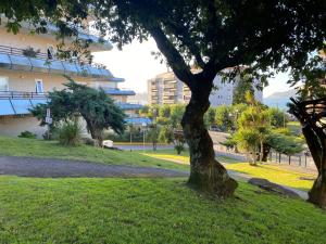 a tree in a park next to a building at SANTA MARTA PLAYA BAIONA in Baiona