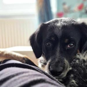 Ospiti di LE VERT NOMADE con animali domestici
