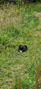 Altri animali domestici presso il bed & breakfast o nei dintorni