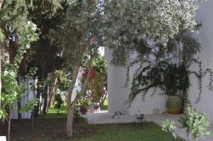 a tree in a yard next to a white wall at Dar Salama in Bizerte